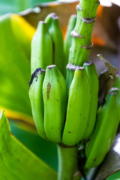 Μικρές πράσινες μπανάνες — Φωτογραφία Αρχείου