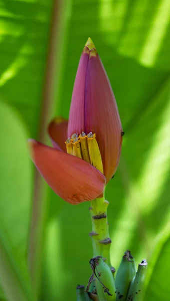 Banana plant blooming — Stock Photo, Image