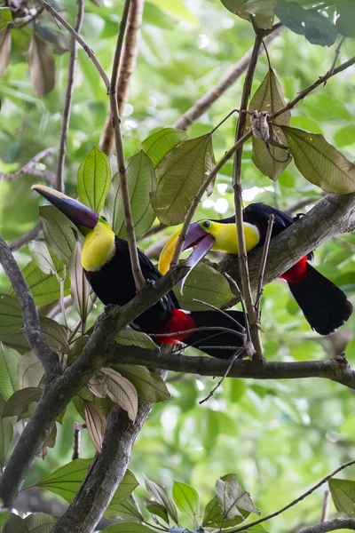 Kastanj Underkäkar tukaner i Costa Rica — Stockfoto