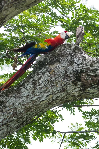 Scarlet macaw - ara macao — Stock Photo, Image