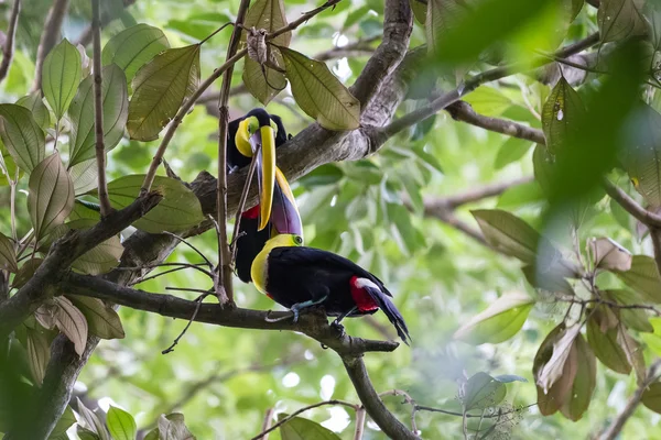 Kastanje kaken toekans in Costa Rica — Stockfoto