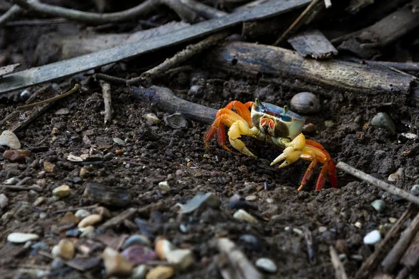 Kleurrijke tropische krab — Stockfoto