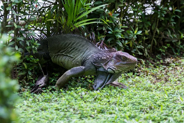 Колючий Хвостаті ігуана - Ctenosaura — стокове фото