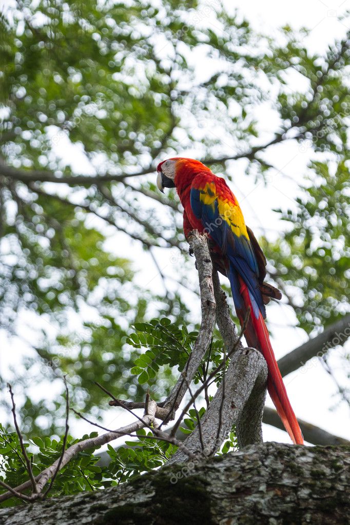 Scarlet macaw - ara macao 