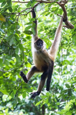 Siyah örümcek maymun - Ateles geoffroyi uzattı.