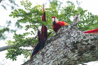 Scarlet Amerika papağanı - Ara macao 