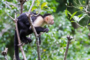 beyaz başlı capuchin maymunu 