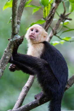 beyaz başlı capuchin maymunu 