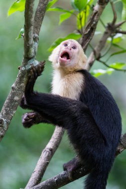 beyaz başlı capuchin maymunu 