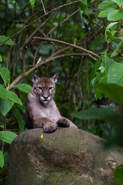 Puma concolor - puma león —  Fotos de Stock
