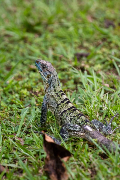 Tropical Iguana w Kostaryce — Zdjęcie stockowe