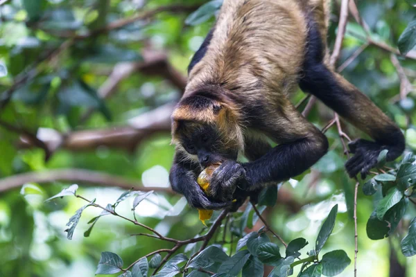 Macaco-aranha-de-mão-preta - Ateles geoffroyi — Fotografia de Stock