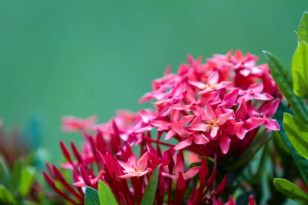 Bonitas flores tropicales — Foto de Stock