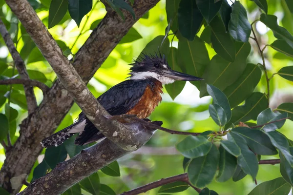 Belted zingfisher - Megaceryle alcyon — стоковое фото