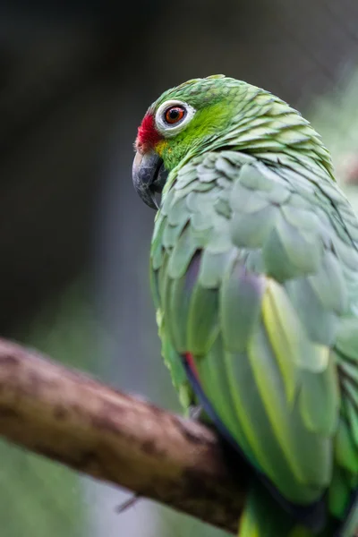 Zielona papuga długoogonowa z bliska — Zdjęcie stockowe