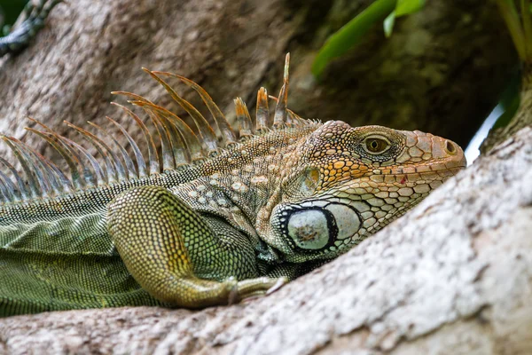 Iguana tropical na Costa Rica — Fotografia de Stock