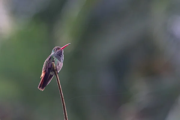Краснохвостый колибри — стоковое фото