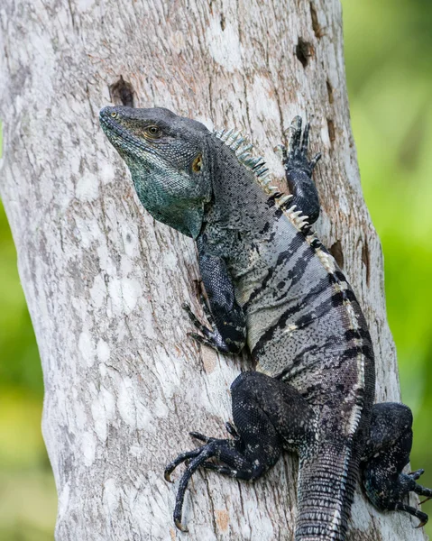 Tropical Iguana w Kostaryce — Zdjęcie stockowe