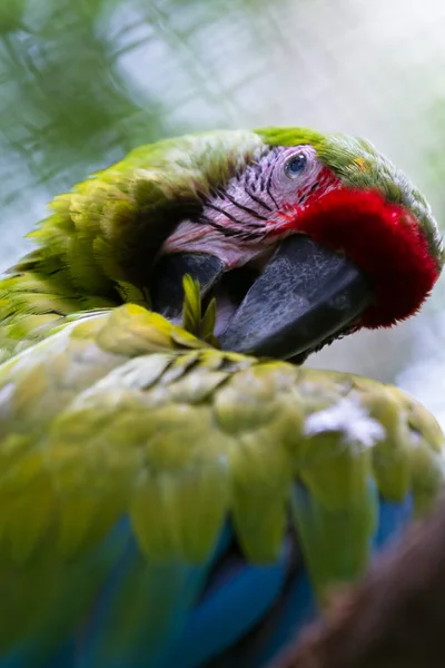 Υπέροχο πράσινο macaw — Φωτογραφία Αρχείου