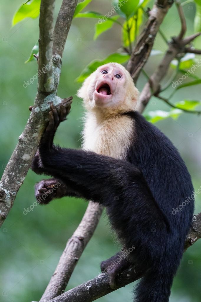 Macaco-prego-de-cabeça-branca — Foto © wollertz #128145376