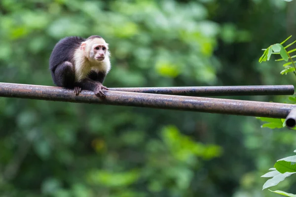 Macaco-prego-de-cabeça-branca — Fotografia de Stock