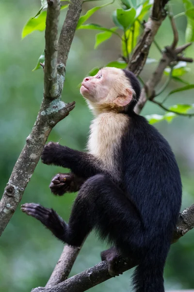 Witte hoofd Kapucijnen aap — Stockfoto