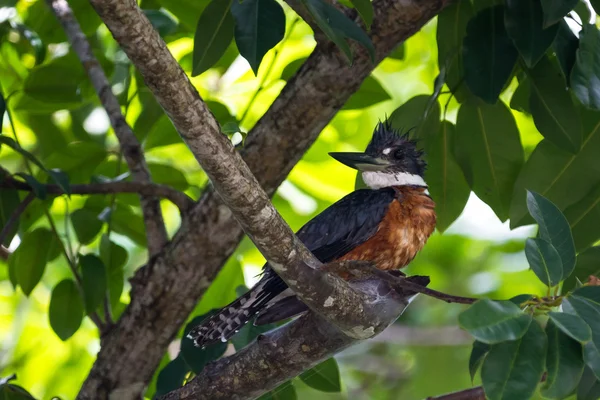 Belted kingfisher - Megaceryle alcyon — Stock Photo, Image