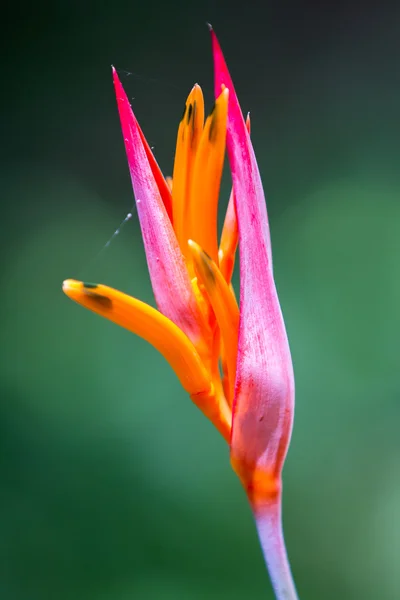 아름 다운 열 대 꽃 — 스톡 사진