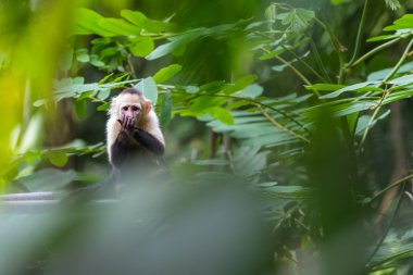 beyaz başlı capuchin maymunu 
