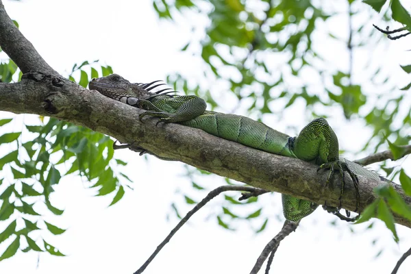 Iguana tropical en Costa Rica —  Fotos de Stock