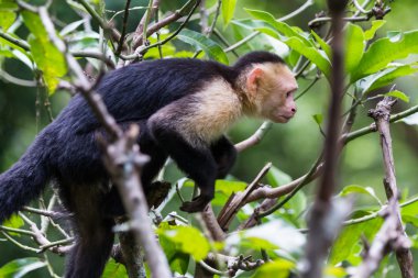 beyaz başlı capuchin maymunu 