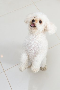 kapalı oyuncak fino köpeği 