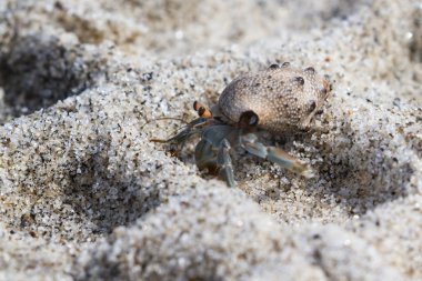 tropikal Yalnızcıl Yengeç