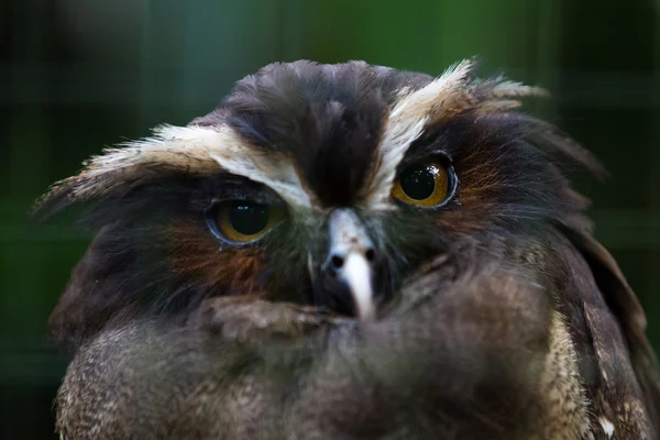 Chouette en cage au Costa Rica — Photo