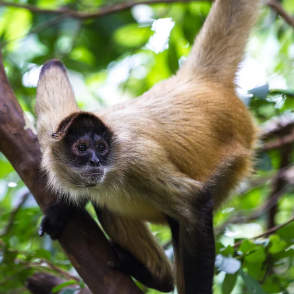 Zwarte overhandigde spinaap - Ateles geoffroyi — Stockfoto