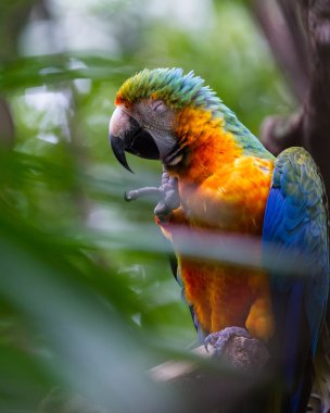 Mavi ve sarı Amerika papağanı - Ara ararauna