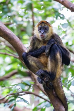 Siyah örümcek maymun - Ateles geoffroyi uzattı.