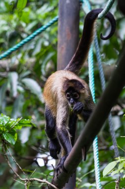 Siyah örümcek maymun - Ateles geoffroyi uzattı.