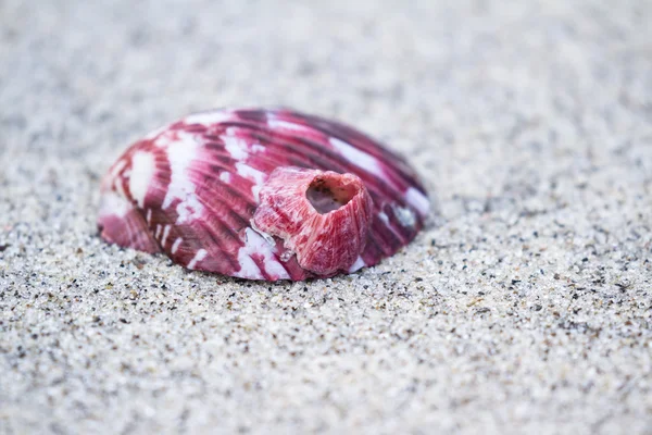 Hav skal på stranden — Stockfoto