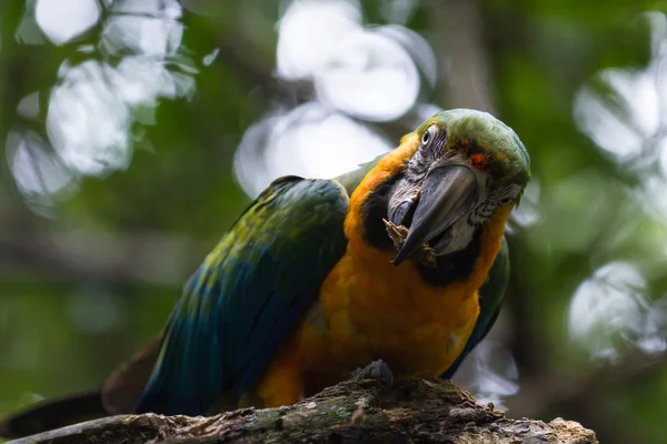 Arara azul e amarela - Ara ararauna — Fotografia de Stock