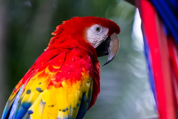 Scarlet Amerika papağanı - Ara macao — Stok fotoğraf