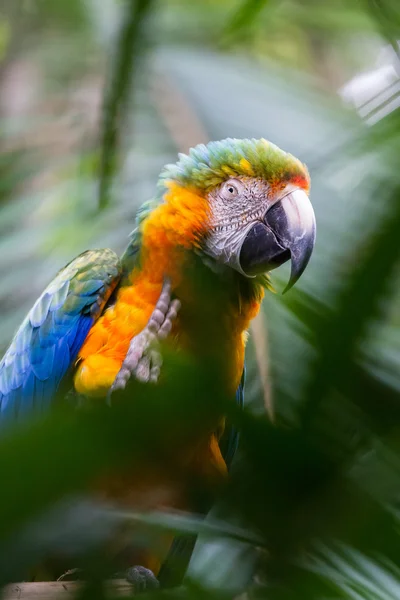 Blauer und gelber Ara - ara ararauna — Stockfoto