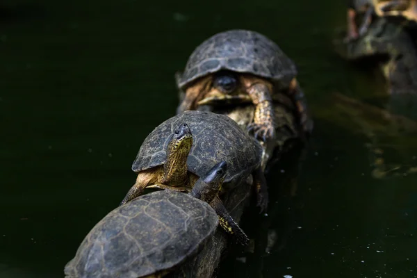 Schildpadden op een logboek — Stockfoto