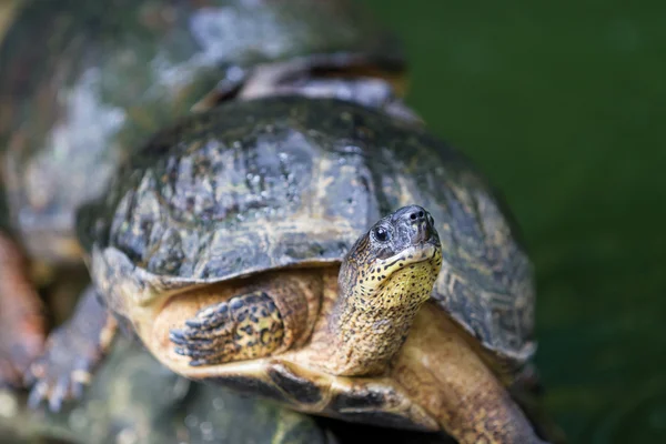 Turtle on a log — Stock Photo, Image