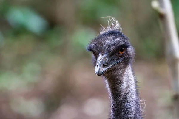 EMU - Dromaius novaehollandiae — Stockfoto