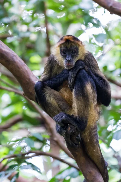Mono araña de mano negra - Ateles geoffroyi — Foto de Stock