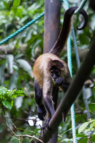 Black handed spider monkey - Ateles geoffroyi — Stock Photo, Image