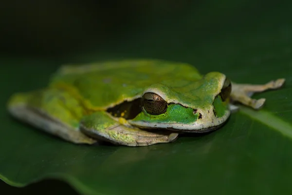 가 면된 개구리 또는 개구리가 면된 바위 Litoria personata — 스톡 사진