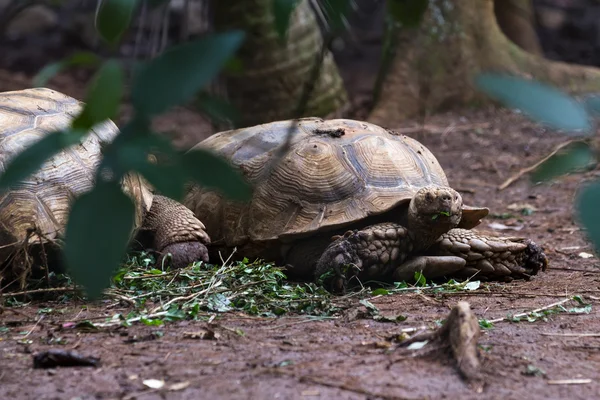 Schildpad in Costa Rica — Stockfoto