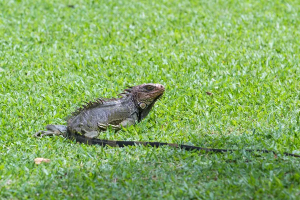 Spiny tailed iguana - Ctenosaura — Stock Photo, Image
